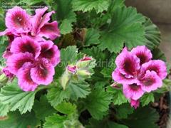 شمعدانی اژدری